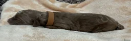 Double Doodle dogs for sale: Sunning littler of Doubledoodle puppies in Grimsby - Advert 12