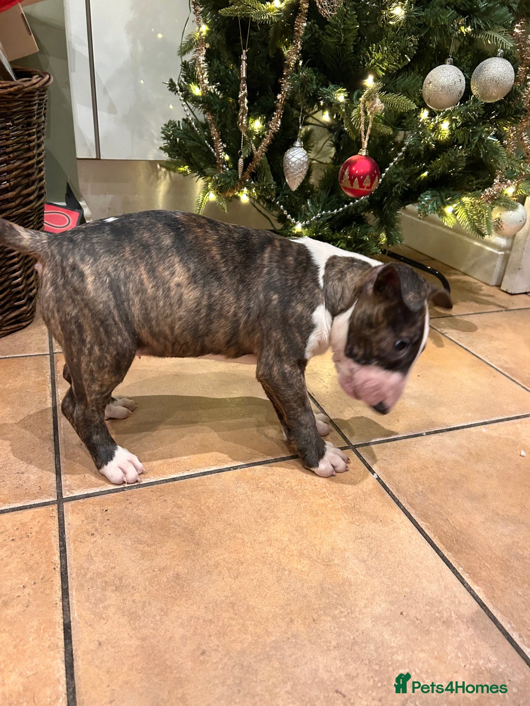 English Bull Terrier dogs for sale: Chunky english bull terriers for sale - Advert 15