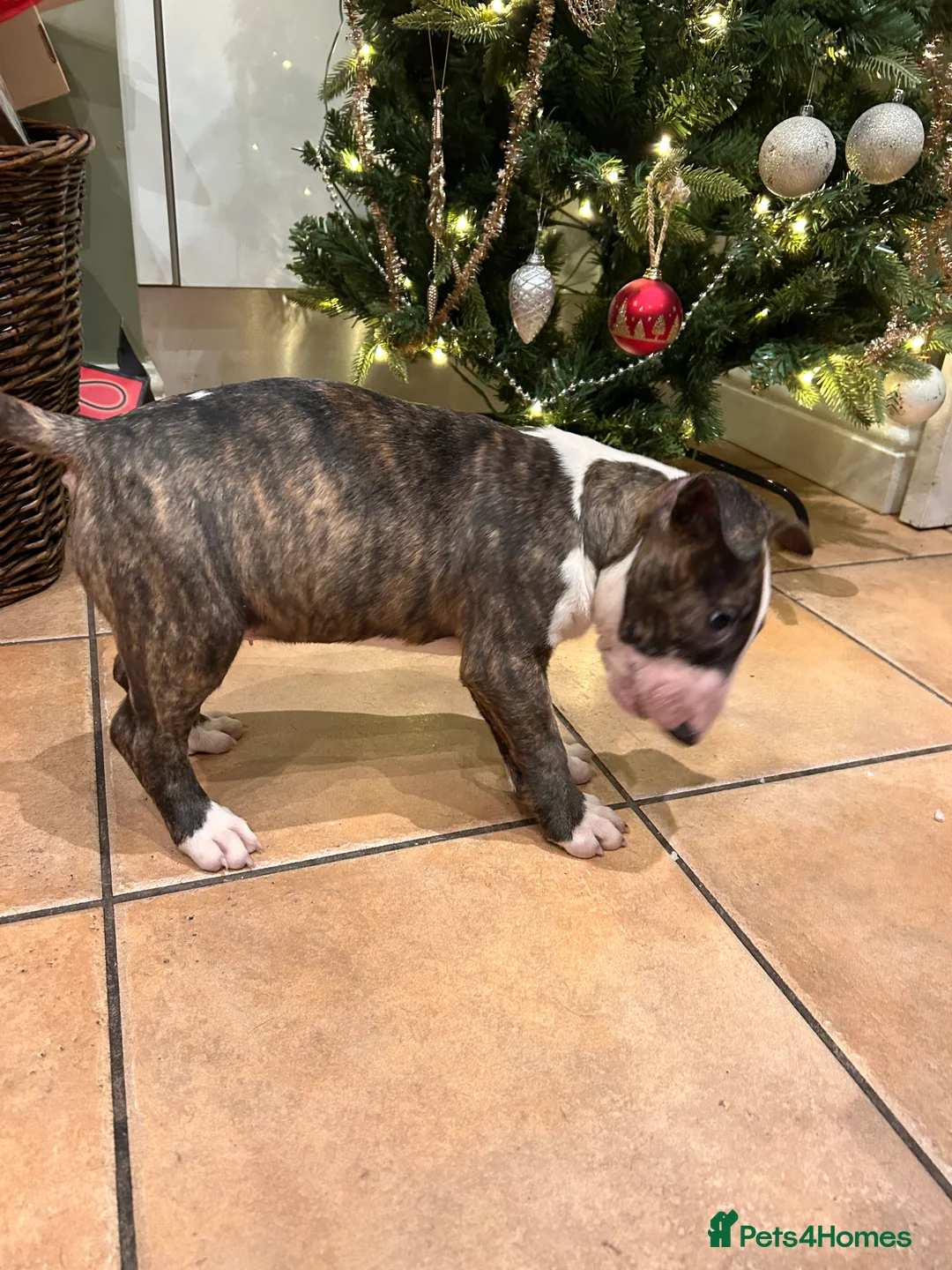 English Bull Terrier dogs for sale: Chunky english bull terrier bitch for sale - Advert 13