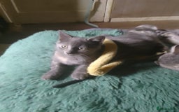 Mixed Breed cats for sale: Charming Cheeky Chunky  Bengal X Kittens. - Image 7