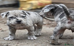 Cane Corso dogs for sale: Look 👀 absolutely stunning cane corso. - Image 8