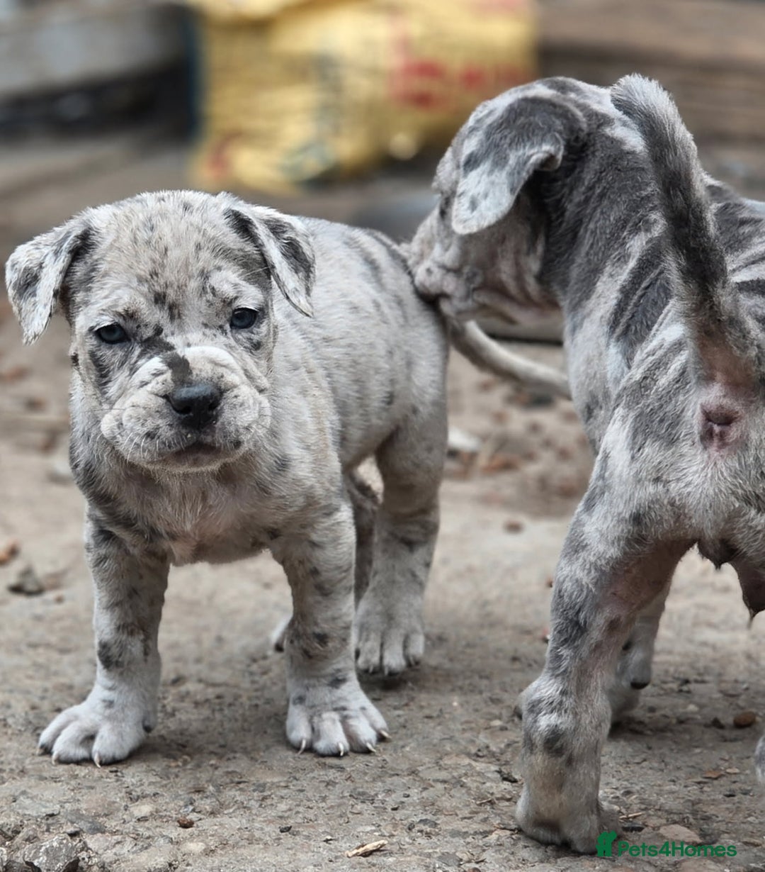 Cane Corso dogs for sale: Look 👀 absolutely stunning cane corso. - Image 8