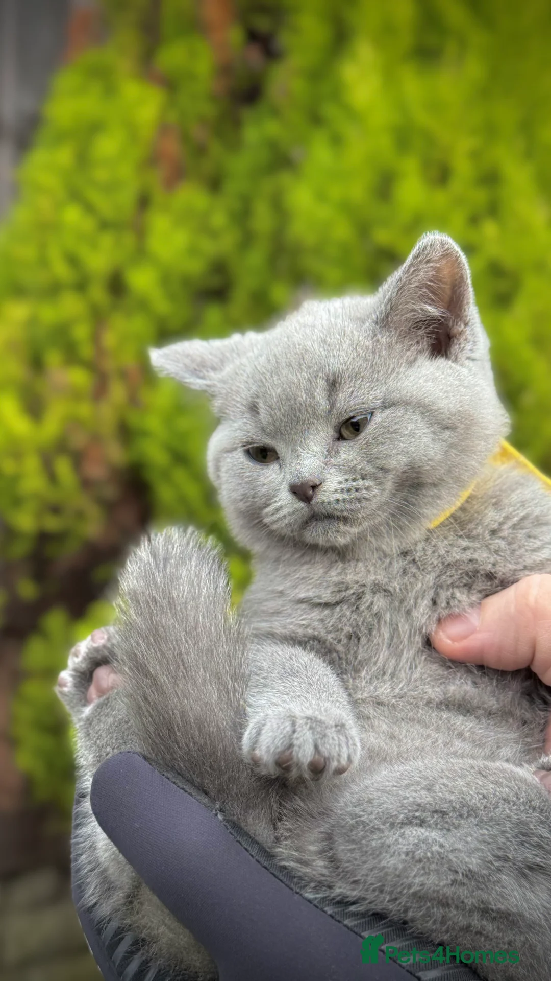 British Shorthair cats for sale: Adorable British Shorthair Blue and Lilic kittens - Advert 29