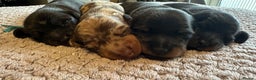 Miniature Dachshund dogs for sale: KC Reg - 1 puppy looking for his forever home - Advert 4