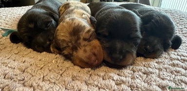Miniature Dachshund dogs - Advert 1