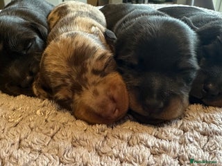 Miniature Dachshund dogs - Advert 10