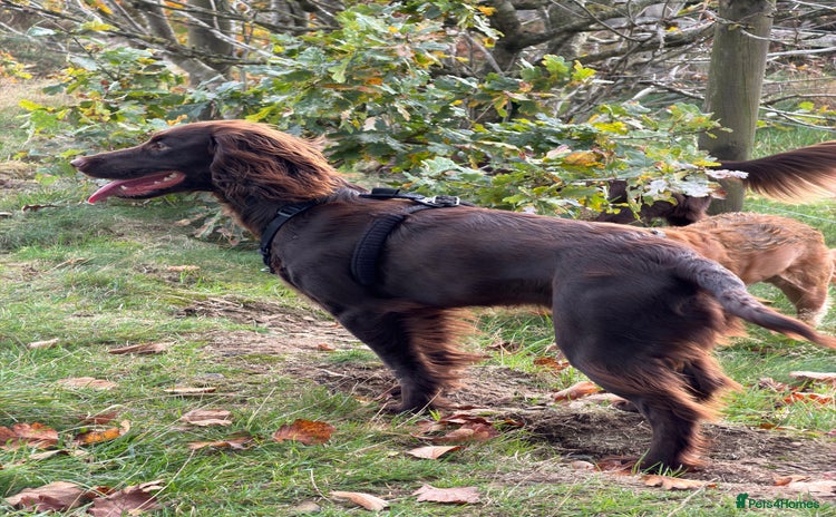 Cocker Spaniel dogs - Advert 3