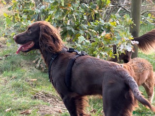 Cocker Spaniel dogs - Advert 3