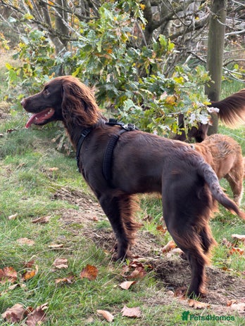 Cocker Spaniel dogs - Advert 6