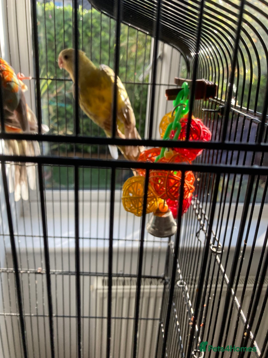 Parakeets birds for sale: Red rump pair - Image 7