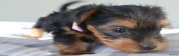 Yorkshire Terrier dogs for sale: Adorable Yorkshire Terrier Puppies 5 11.11.2026 - Advert 18
