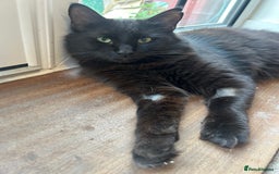 Mixed Breed cats for sale: Diego - Image 3