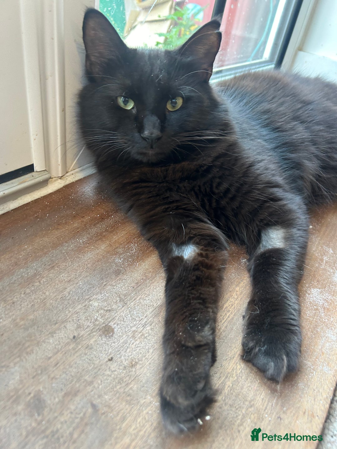 Mixed Breed cats for sale: Diego - Image 3