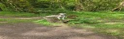 Saluki dogs for sale: Saluki boy  - Advert 1