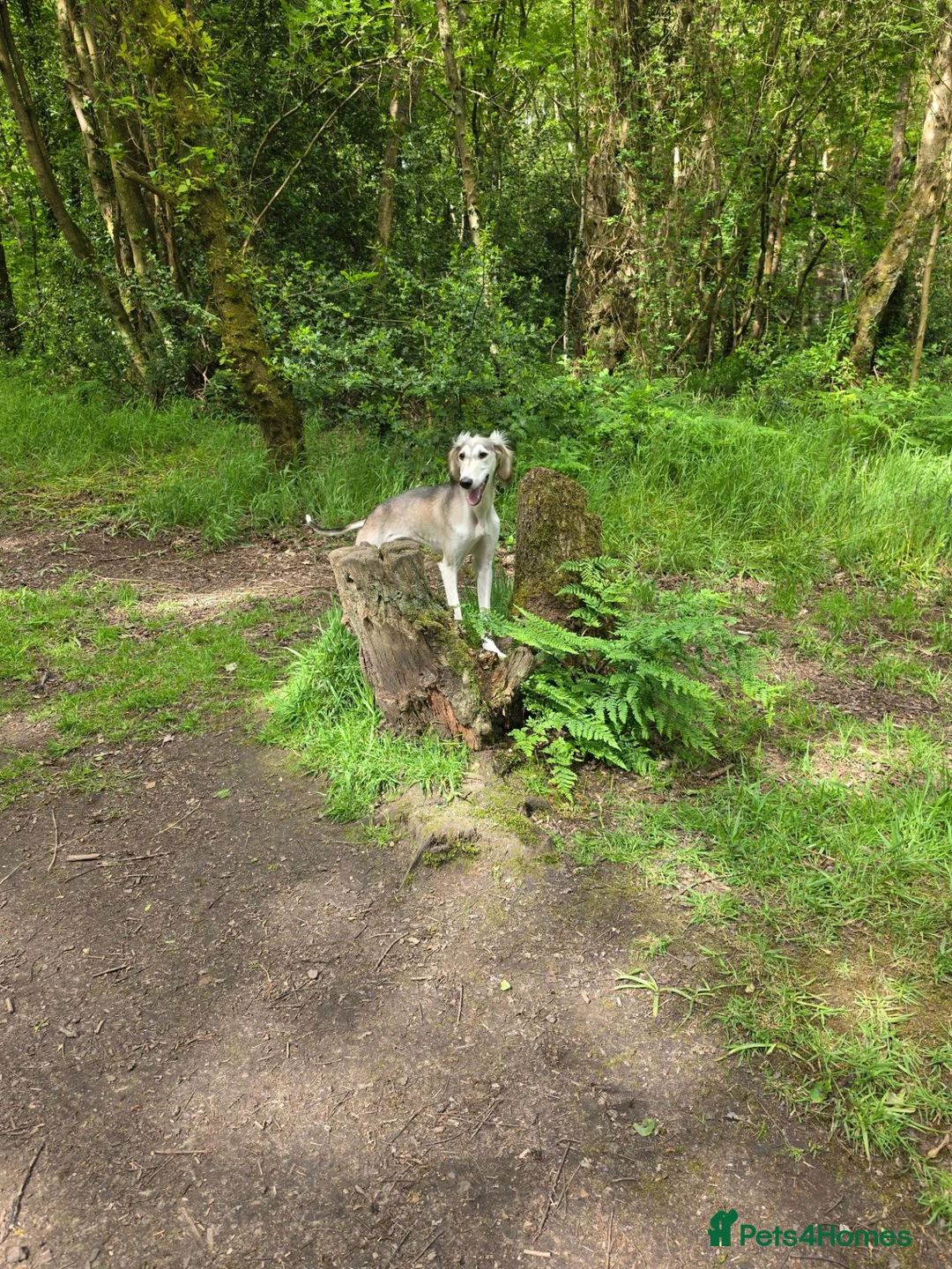 Saluki dogs for sale: Saluki boy  - Advert 1