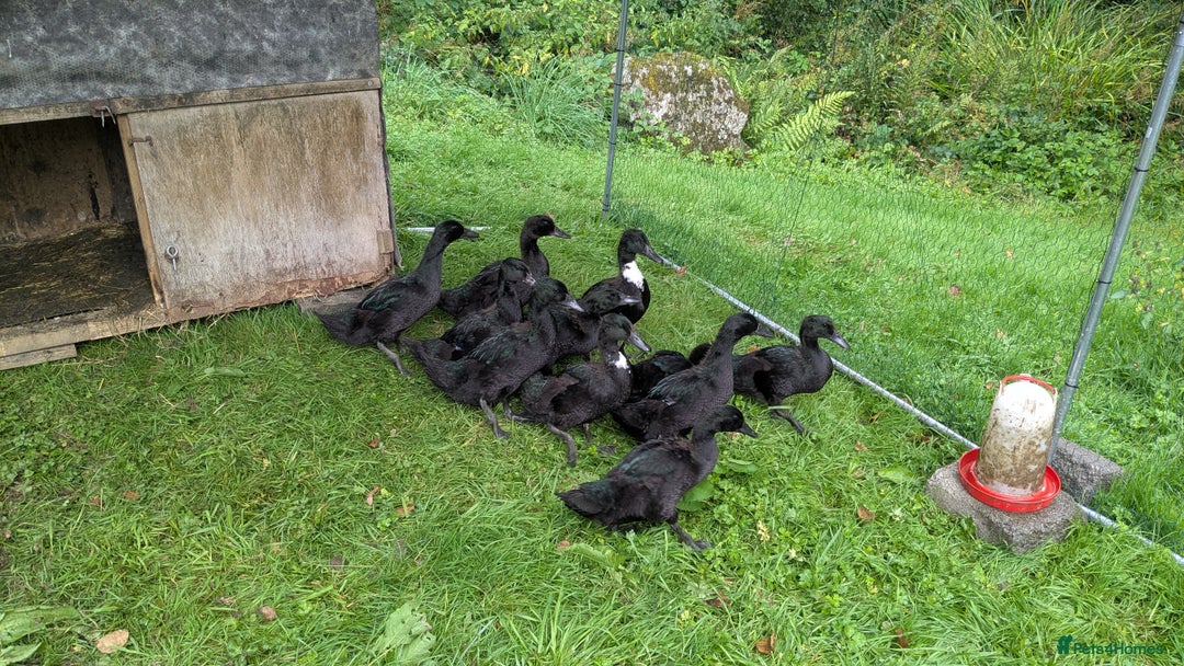 Ducks poultry for sale: Cayuga ducklings for sale - Image 2