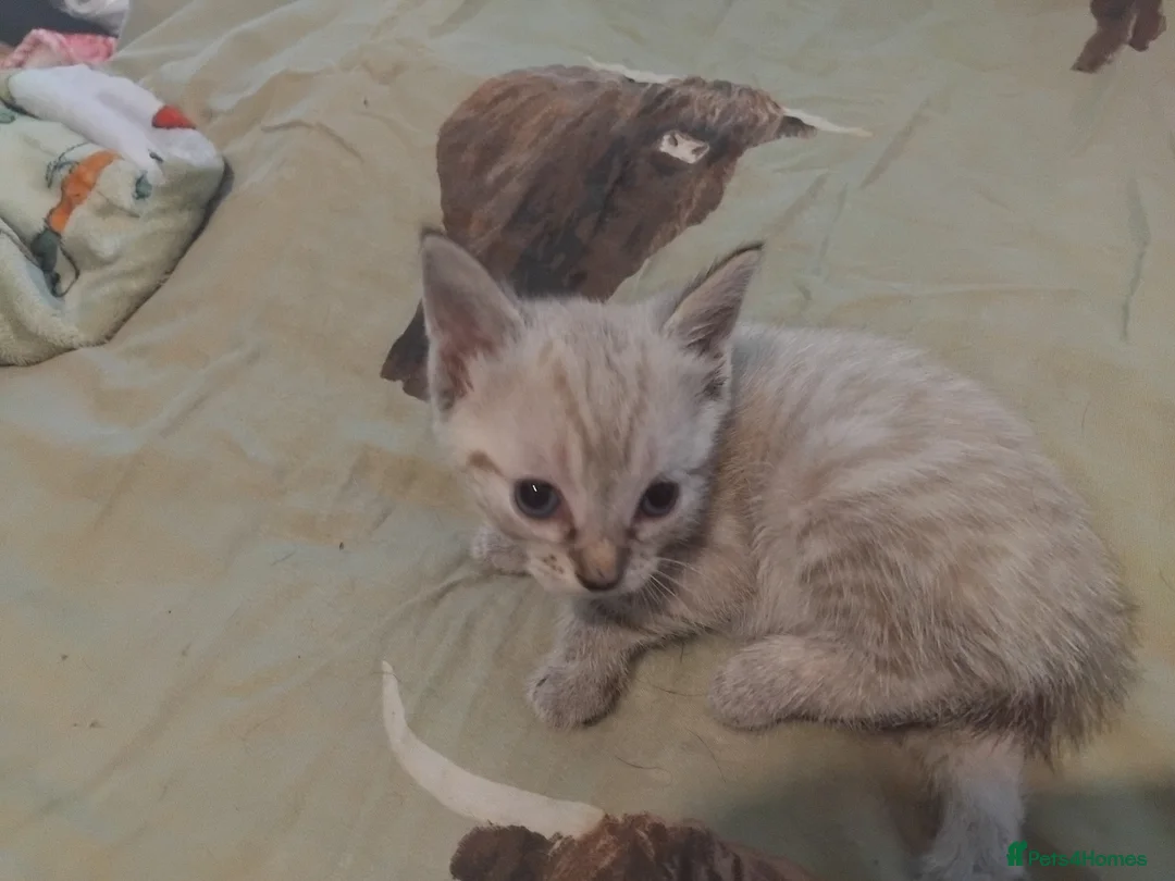 British Shorthair cats for sale: kittens for sale now £225 - Advert 16