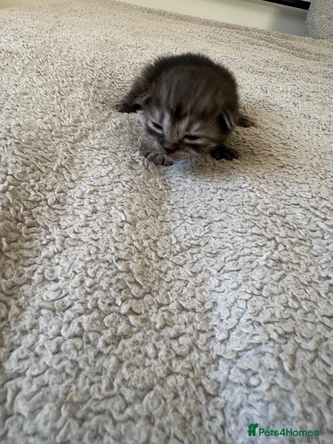Ragdoll cats for sale: RAGDOLL X KITTENS  - Image 14