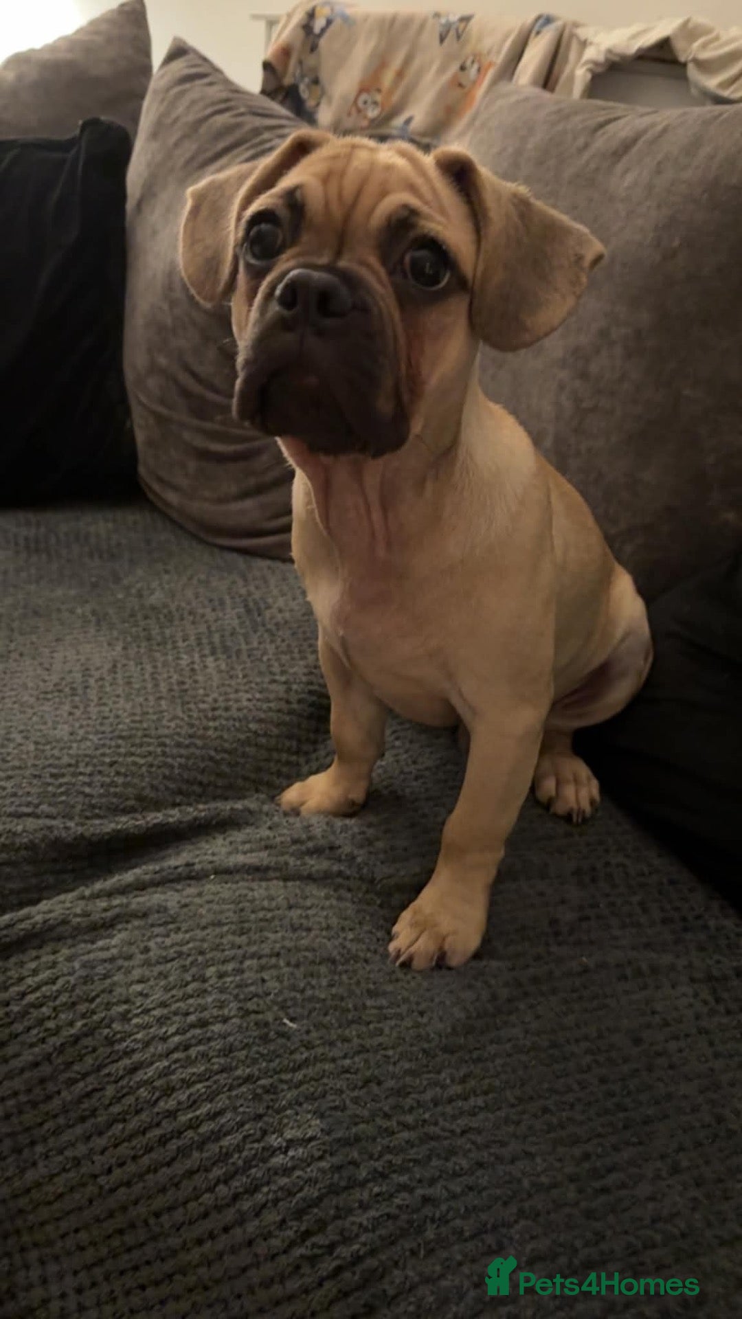 Mixed Breed dogs for sale: Beautiful little male puppy  - Advert 1