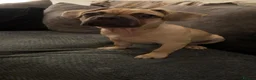Mixed Breed dogs for sale: Beautiful little male puppy  in Welshpool - Advert 1