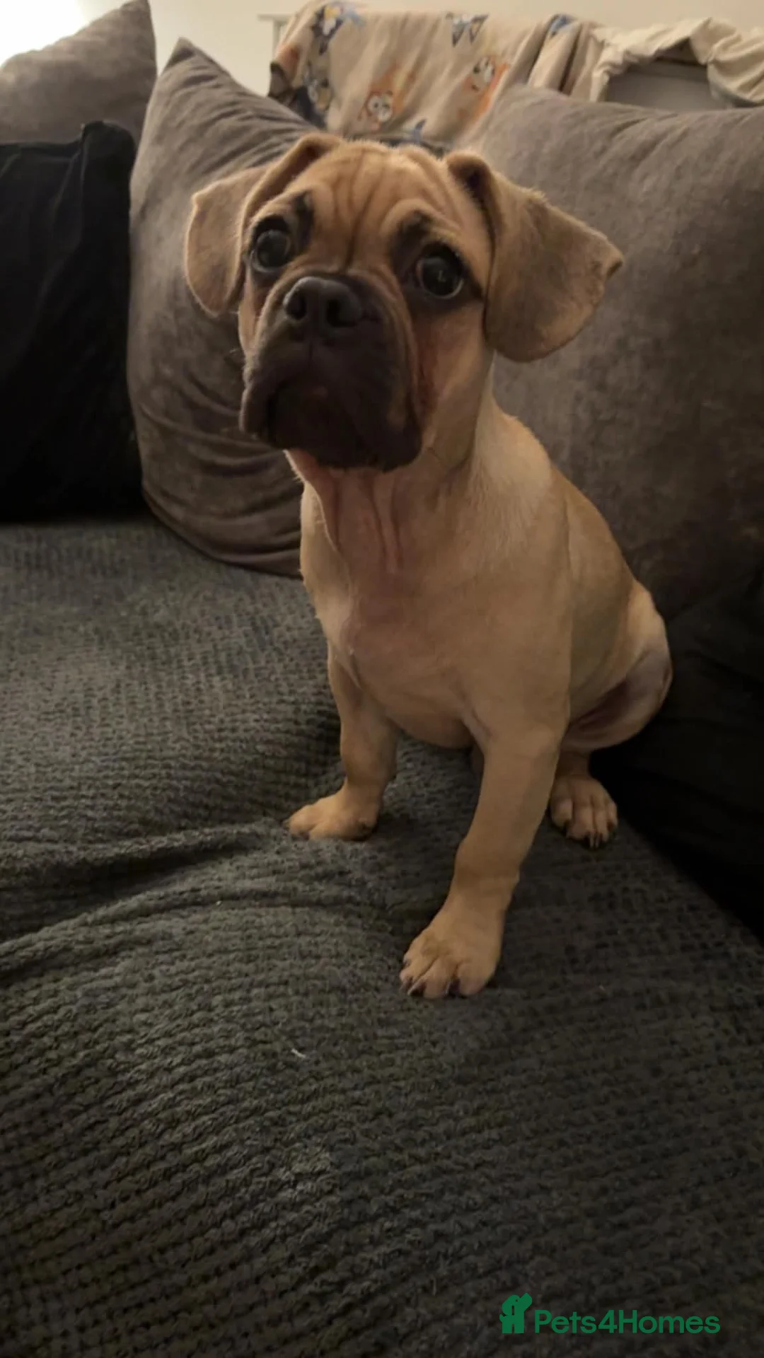 Mixed Breed dogs for sale: Beautiful little male puppy  in Welshpool - Advert 1