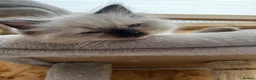 Ragdoll cats for sale: 3 Ragdoll kittens for sale - Advert 5