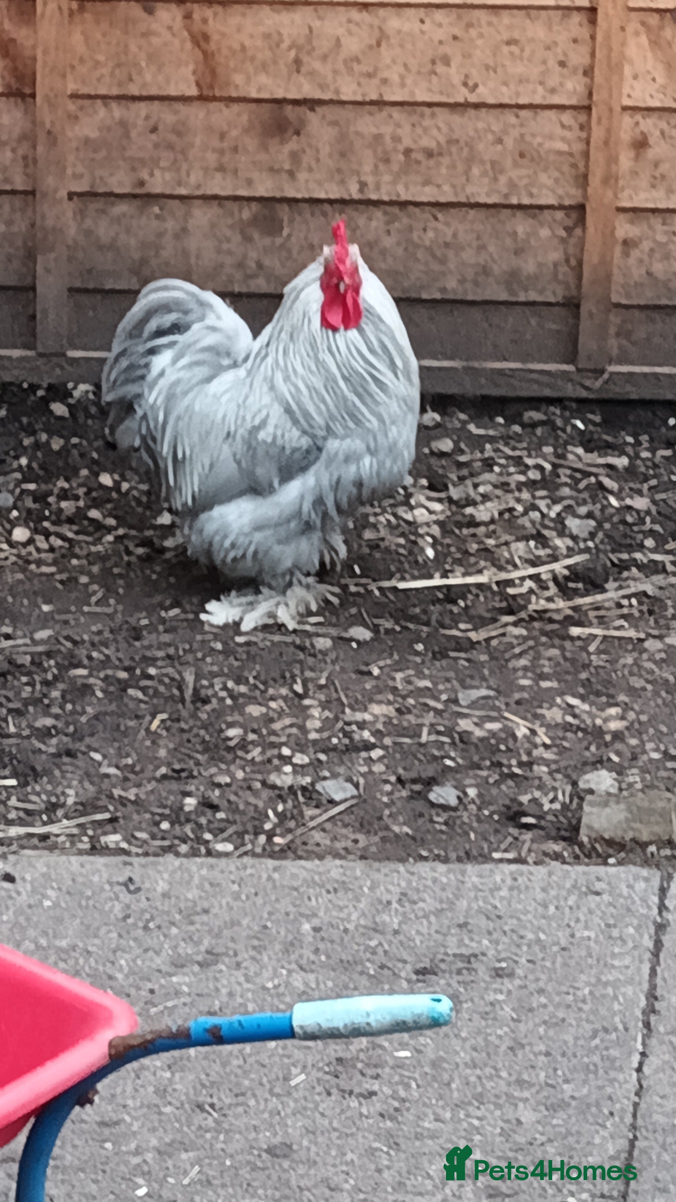 Chickens poultry Trio of a cockrel and 2 hens  - Advert 1