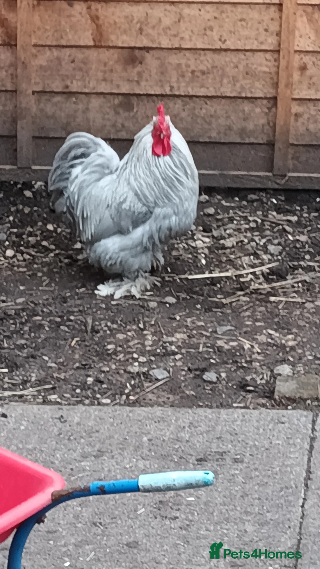 Chickens poultry for sale: Trio of a cockrel and 2 hens  - Advert 1