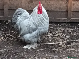 Chickens poultry Trio of a cockrel and 2 hens - Advert 1