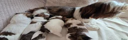 Shih Tzu dogs for sale: Beautiful Purebred Shih Tzu Puppies for Sale - Advert 30