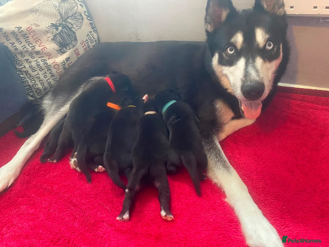 Mixed Breed dogs for sale: SIBERIAN MASTIFF PUPPIES - RARE MIX! - Advert 1