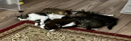 American Shorthair cats for sale: Beautiful Tabby Kittens Ready for Loving Homes - Advert 18