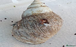 Snails invertebrates for sale: Giant African Land Snail babies - Image 6