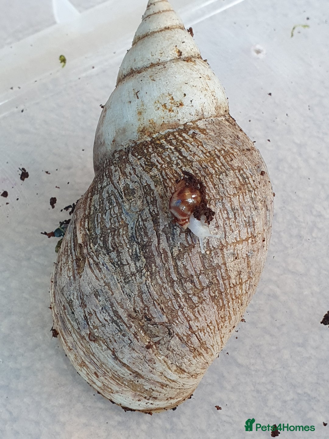 Snails invertebrates for sale: Giant African Land Snail babies - Image 6