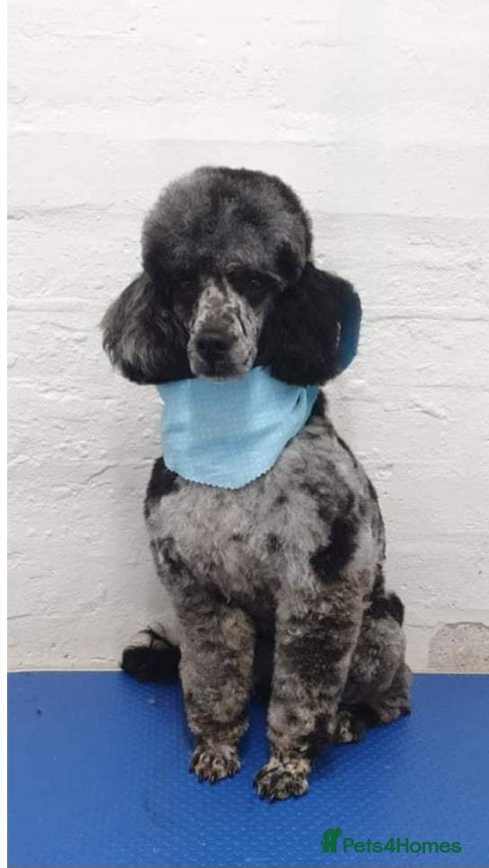 Miniature Poodle dogs DWKC  merle miniature poodle. Fully health tested  in Walsall - Advert 23
