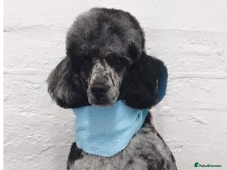 Miniature Poodle dogs in Walsall - Advert 1