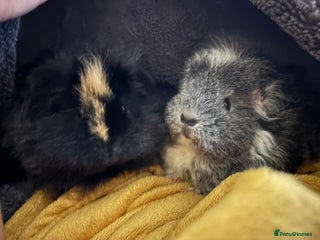 Guinea Pig rodents Two lovely Female Guinea pigs looking for a home - Advert 2
