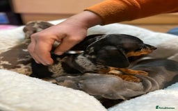 Miniature Dachshund dogs for sale: Stunning rainbow litter mini dachshunds - Advert 13