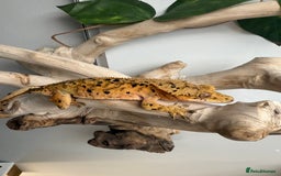 Gecko reptiles for sale: Variety of crested geckos for sale  - Image 6