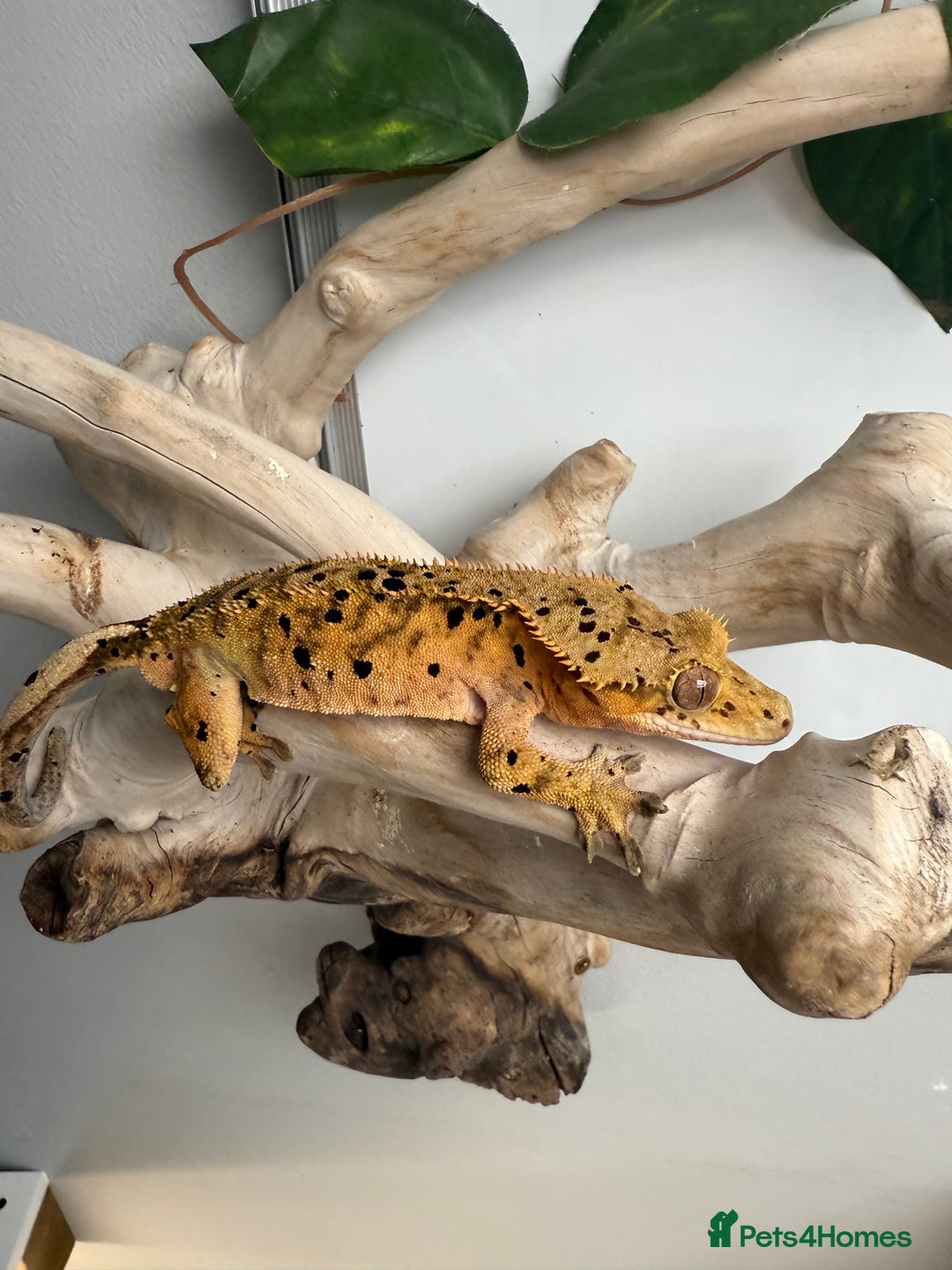 Gecko reptiles for sale: Variety of crested geckos for sale  - Image 6