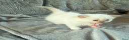 Ragdoll cats for sale: 5 Ragdoll Kittens for sale (3 girls 2 boys)  - Advert 9