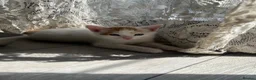 Mixed Breed cats for sale: kitten for sale  in London - Advert 7