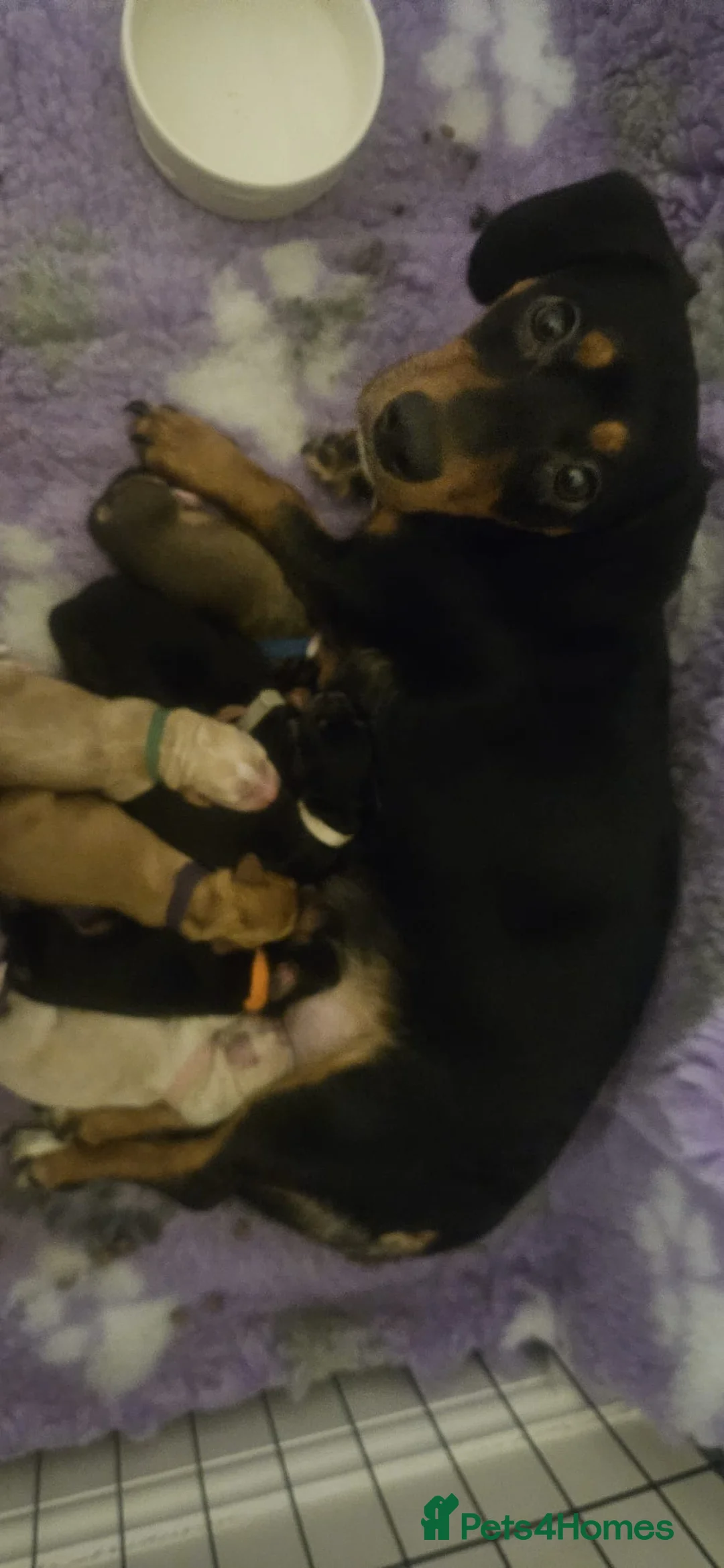 Mixed Breed dogs for sale: Daschund x Cocker Spaniel x Beagle - Advert 1