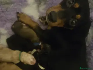 Mixed Breed dogs Daschund x Cocker Spaniel x Beagle - Advert 1