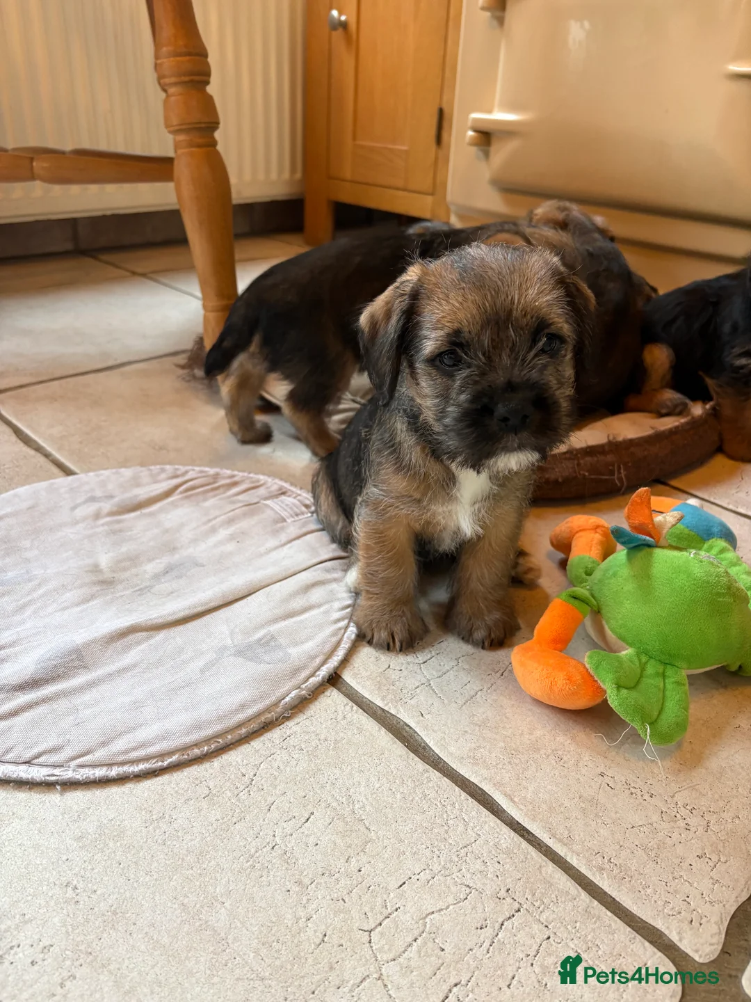 Mixed Breed dogs for sale: Sealyham / Lucas terrier type - Advert 10