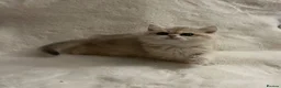 British Shorthair cats for sale: 🩷 Amazing Ay12 Golden British Shorthair Girl 🩷 - Advert 5