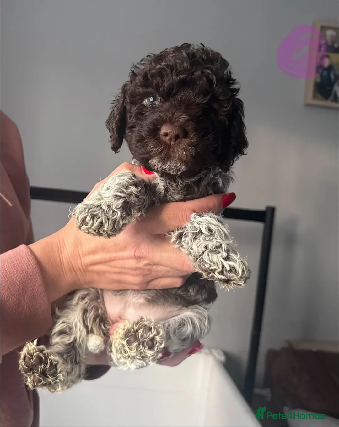 Lagotto Romagnolo dogs for sale: Bitch puppy unexpectedly available - Advert 2