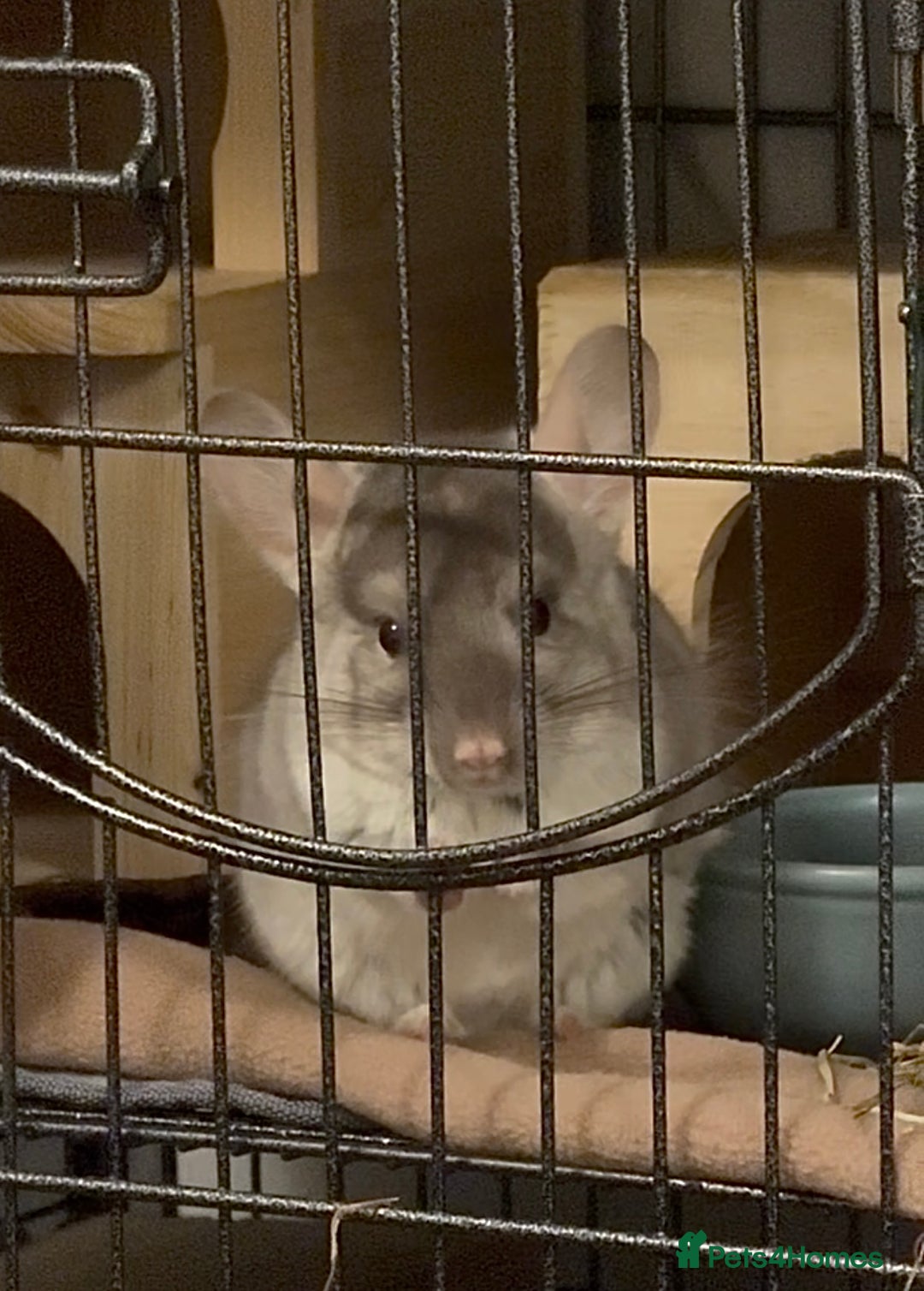 Chinchilla rodents for sale: Beige Chinchilla Boy - Advert 1