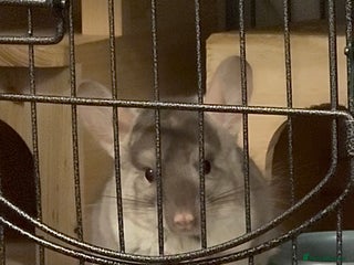 Chinchilla rodents Beige Chinchilla Boy - Advert 2