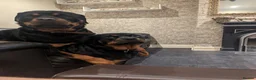 Rottweiler dogs for sale: Rottweiler puppy's X2 Boys  - Advert 14